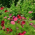 Cosmos bipinnatus 'Rubenza' (4)